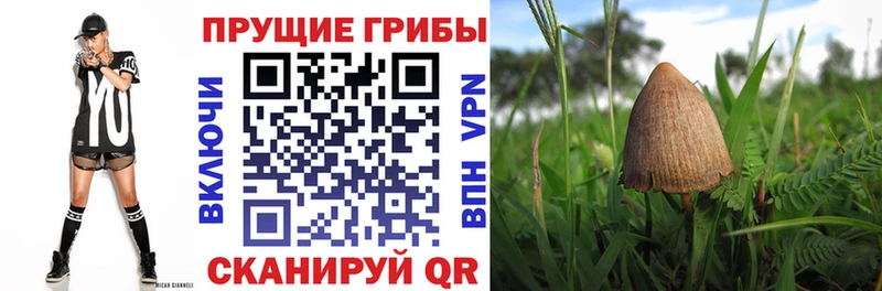 Псилоцибиновые грибы Psilocybe  Купить закладки  Беслан 